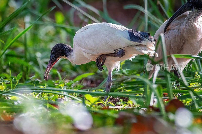 白色朱鹭(Threskiornis moluccus)